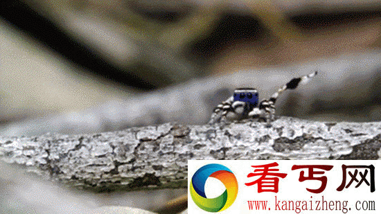 呆萌孔雀蜘蛛大秀舞技 舞姿独特漂亮
