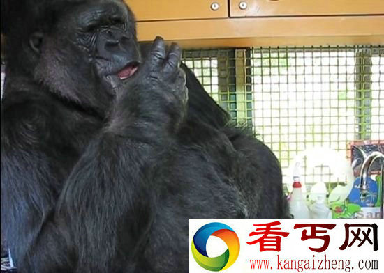 大猩猩会用喉头发元音 或有机会懂得说话