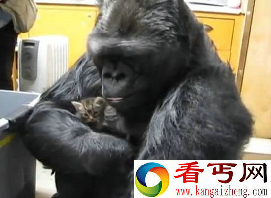 大猩猩会用喉头发元音 或有机会懂得说话