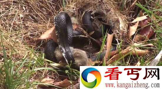 动物世界的母爱兔妈妈为护崽暴揍大黑蛇(组图)