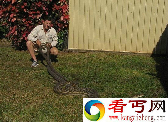 澳大利亚两母蟒蛇屋顶打架 屋顶险被压塌