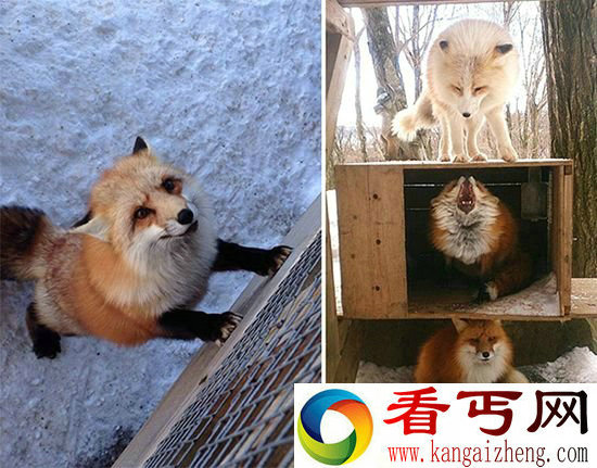 走进日本藏王狐狸村感受各种狐狸无节操卖萌