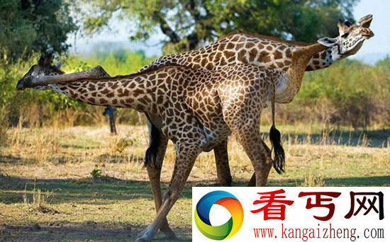 萌萌哒!长颈鹿对决“优雅”似跳探戈热舞