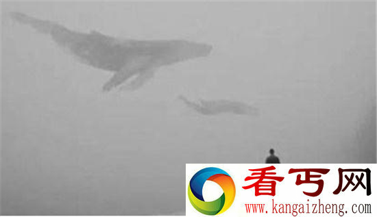 蓝鲸游戏50个任务是什么?参与者需完成什么样的任务