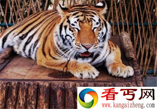 动物园活驴喂老虎场面血腥