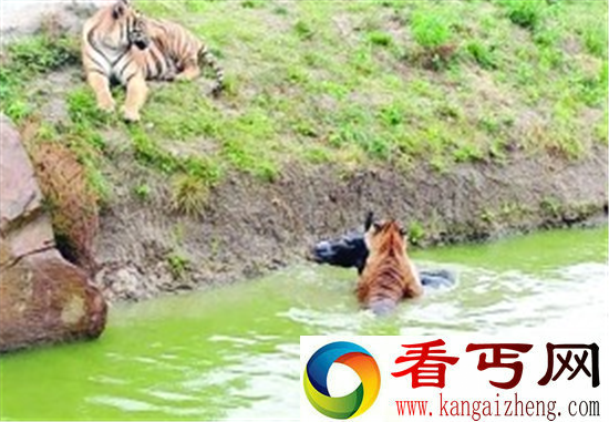 动物园活驴喂老虎场面血腥