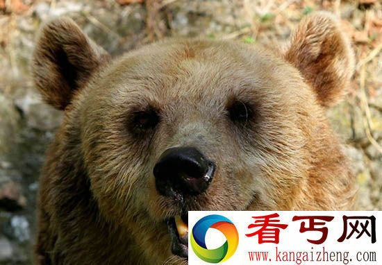 组图保加利亚动物园 可爱棕熊水池泡澡