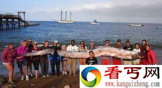 美国海岸惊现深海怪兽 身长5米需16人合力抱起