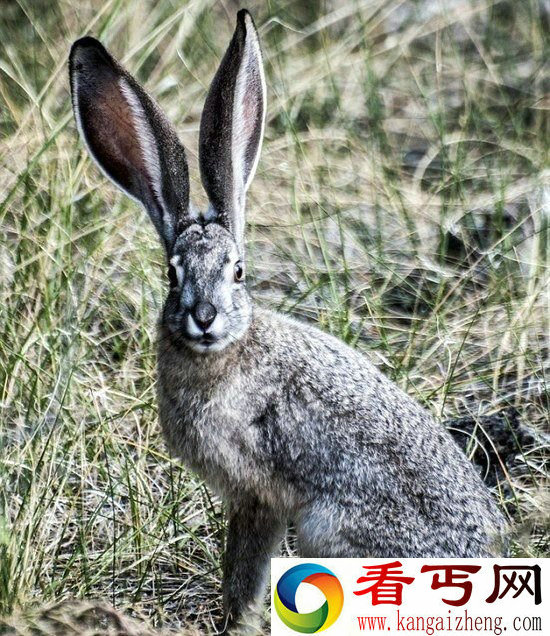 厄尔尼诺现象或会加快兔群繁殖速度