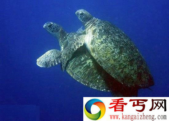动物性行为