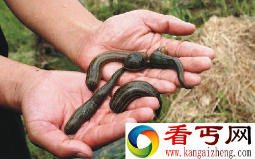 自然界10大恐怖生物 隐藏危险的职业杀手