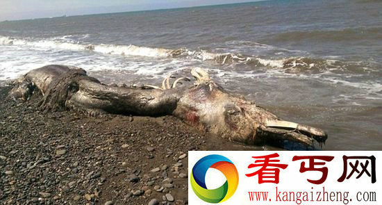 神秘海怪尸体惊现俄罗斯海岸 竟是恐龙后裔?