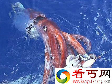 盘点世界十大巨型动物大王乌贼成海怪传说主角