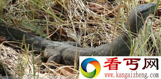 场面血腥慎入！实拍巨蟒生吞科莫多巨蜥全过程