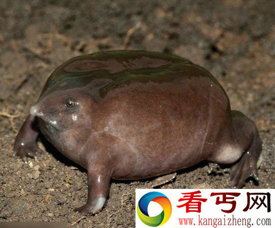 越难看越珍贵 全球十大最丑濒危野生动物【图】