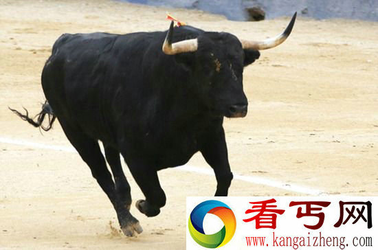 公牛精液能值多少钱?一罐价值竟高达43万