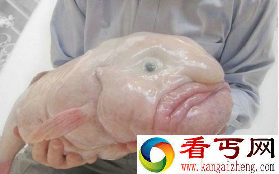 罕见至极!全球百年难见最滑腻动物【组图】