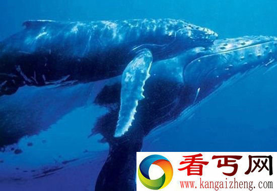 动物世界性行为鲸在水中是怎么交配的?