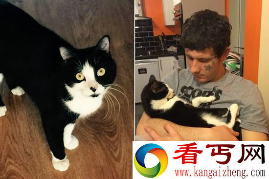 英国小猫长有雌雄两种生殖器 盘点全球雌雄同体动物