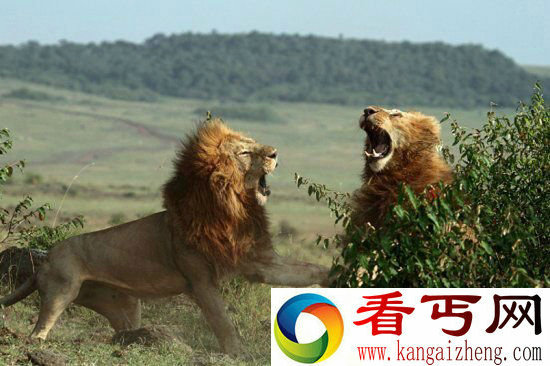 残忍!狮子兄弟为争交配对象血拼 皆因吃醋