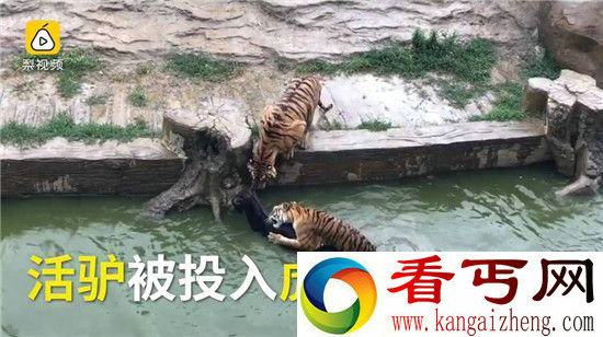 活驴投喂老虎 疑动物园将活驴扔进老虎池惨不忍睹!