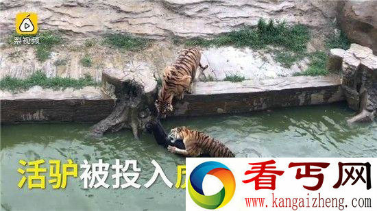 动物园活驴投喂老虎 血腥场面让游客无所适从