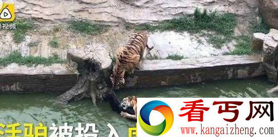 疑动物园将活驴扔进老虎池驴招谁惹谁了 画面太过残忍