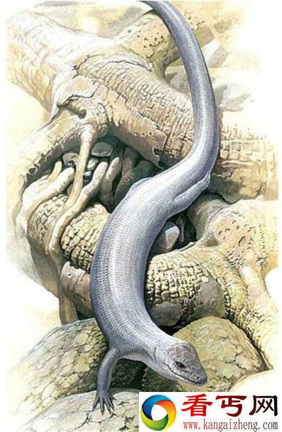 史上最老蜥蜴 9900万年与恐龙同行的蜥蜴