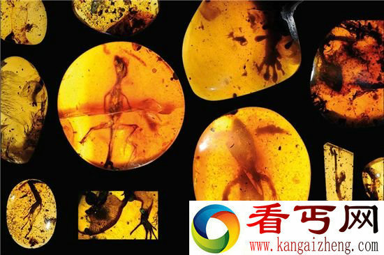 史上最老蜥蜴 9900万年与恐龙同行的蜥蜴