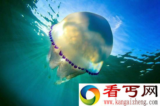 海洋生物中的舞者水母的梦幻舞姿