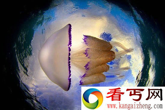 海洋生物中的舞者水母的梦幻舞姿