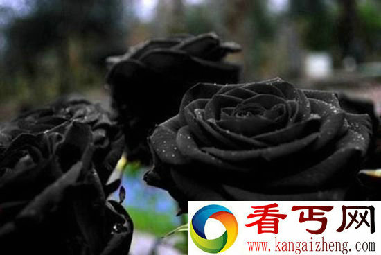 独一无二！让人爱恨交加的黑玫瑰象征神秘与死亡