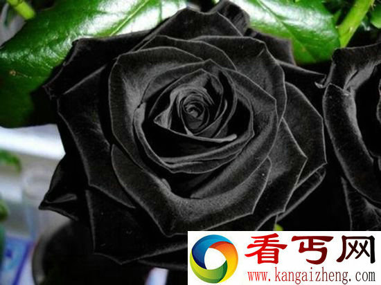 独一无二！让人爱恨交加的黑玫瑰象征神秘与死亡