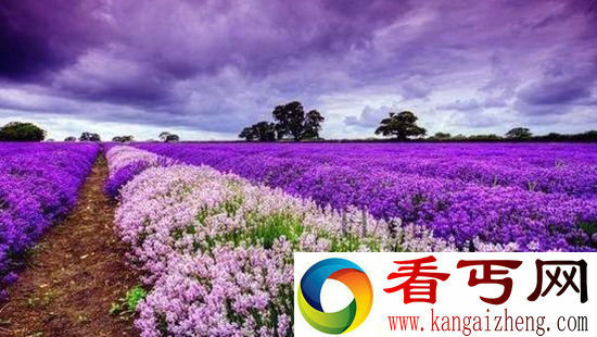 世上最美的7大花海 普罗旺斯薰衣草园最漂亮