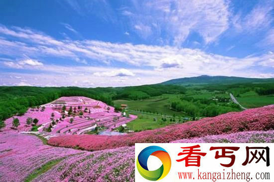 世上最美的7大花海 普罗旺斯薰衣草园最漂亮