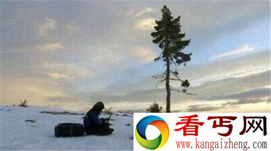 盘点世界最古老的树木:比中国历史都年长