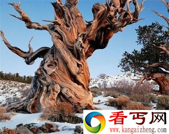 盘点世界最古老的树木:比中国历史都年长