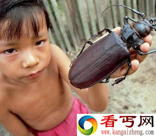 世界末日导致全球昆虫变异 南极巨虫入侵人类