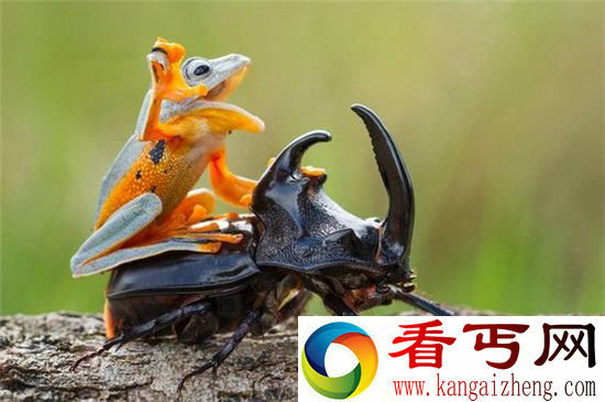 震惊!地球正面临着第六次大灭绝?