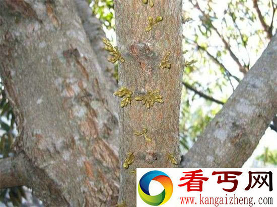 “水果之王”榴莲，居然是这样生长的