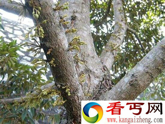 “水果之王”榴莲，居然是这样生长的