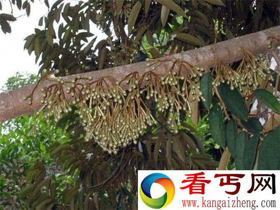 “水果之王”榴莲，居然是这样生长的