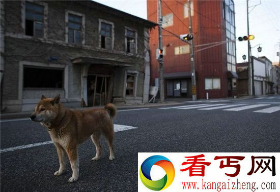 日本将成无人区人口减少鬼城变多 城市杂草丛生