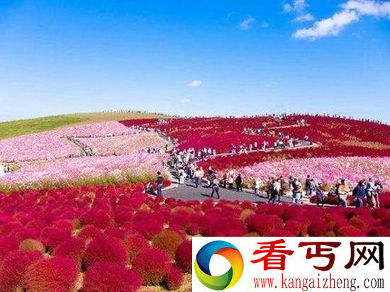 日本日立海滨公园 迷人花卉天堂 像苹果味棉花糖