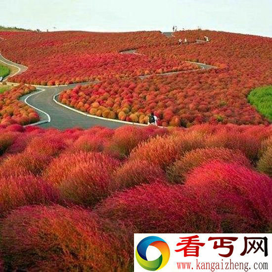 日本日立海滨公园 迷人花卉天堂 像苹果味棉花糖