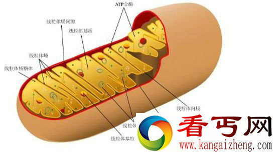 线粒体的追根溯源 竟由寄生细菌演化来