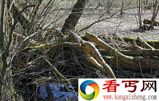 人体彩绘艺术与大自然的融合你能找出人体模特吗