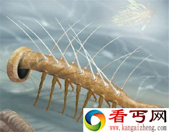古生物怪诞虫的进化历程 竟从不死虫开始?