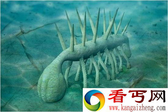 古生物怪诞虫的进化历程 竟从不死虫开始?