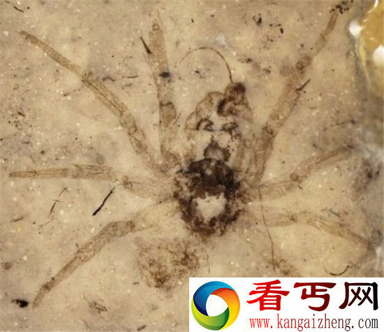 全球八大史前怪兽大复活史前巨蟒能吞食恐龙